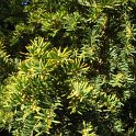 Taxus baccata 'Repandens Aurea' rameau
